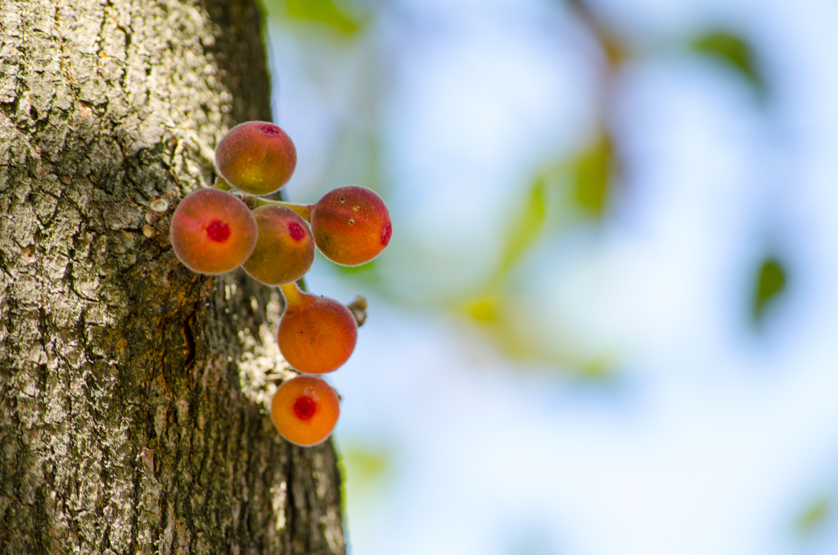 ex-situ method是什么方法