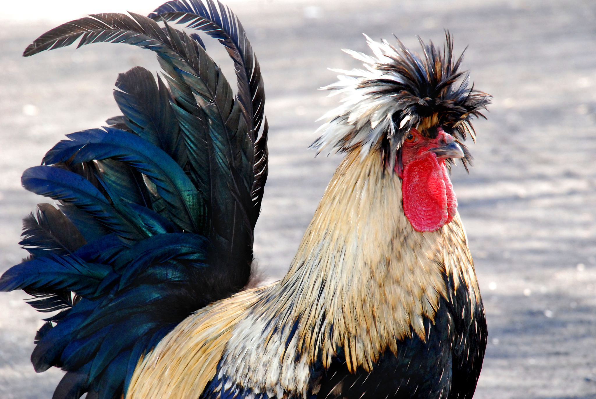 一身什么的鸡冠，一个什么的头，加上什么的羽毛，凑成了骄傲的大公鸡，