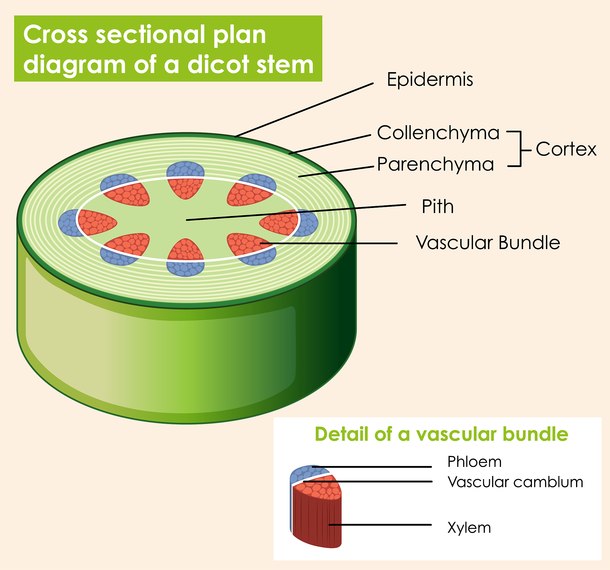diagram showing cross sectional plat of dicot stem