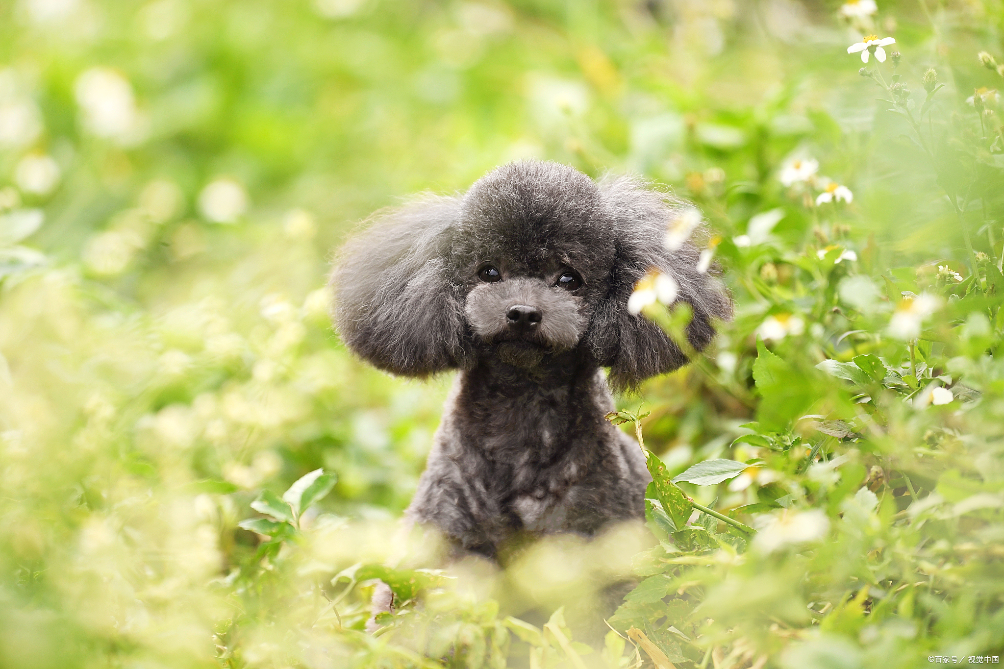 小型狗狗品种，揭秘最合适的选择！