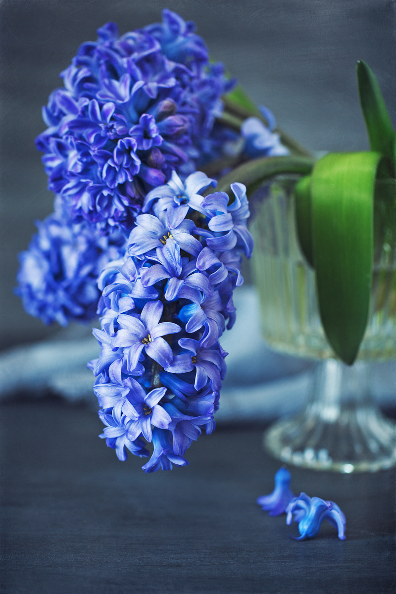 风信子不能放卧室吗 风信子花能在卧室里养吗