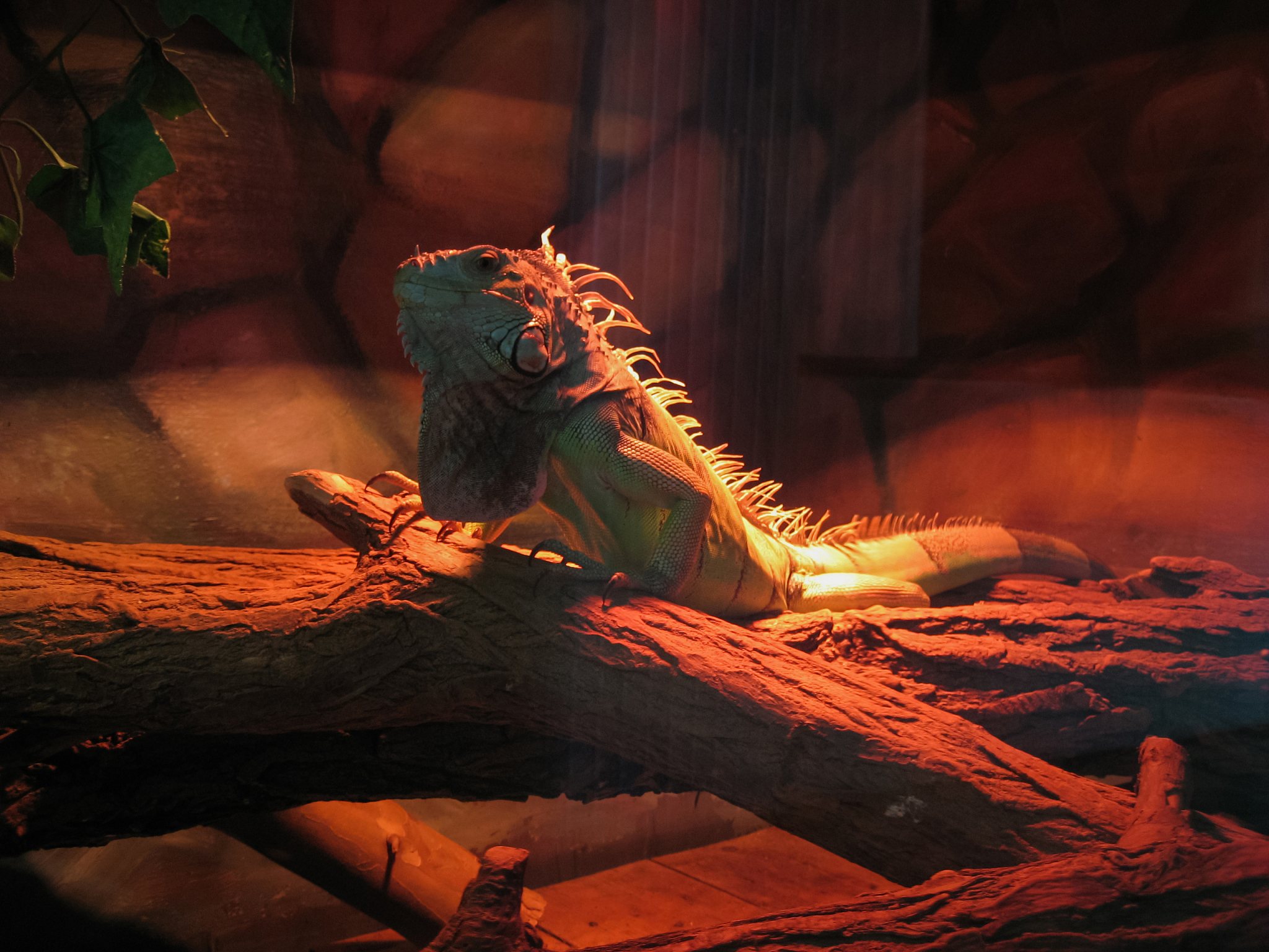 little dragon