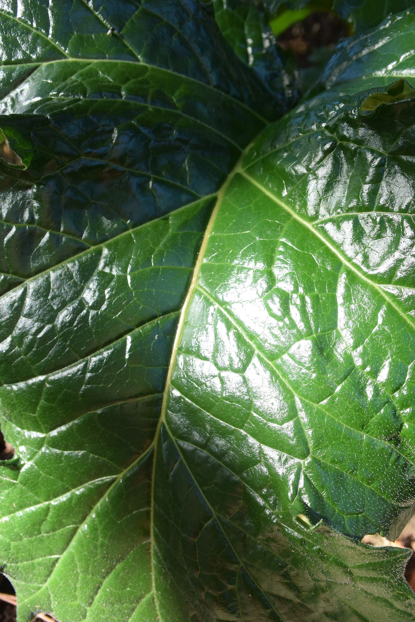 green leaf