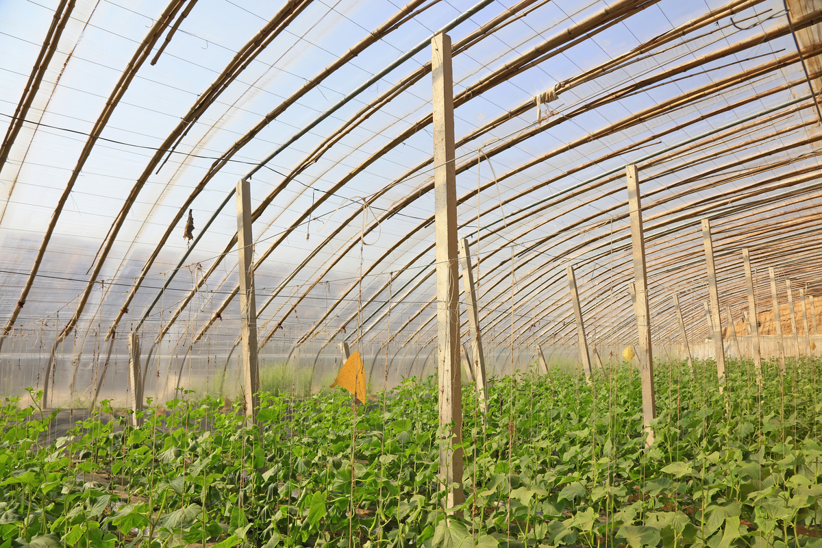 西安蓝田150亩设施农业项目：打造省级蔬菜种植龙头企业