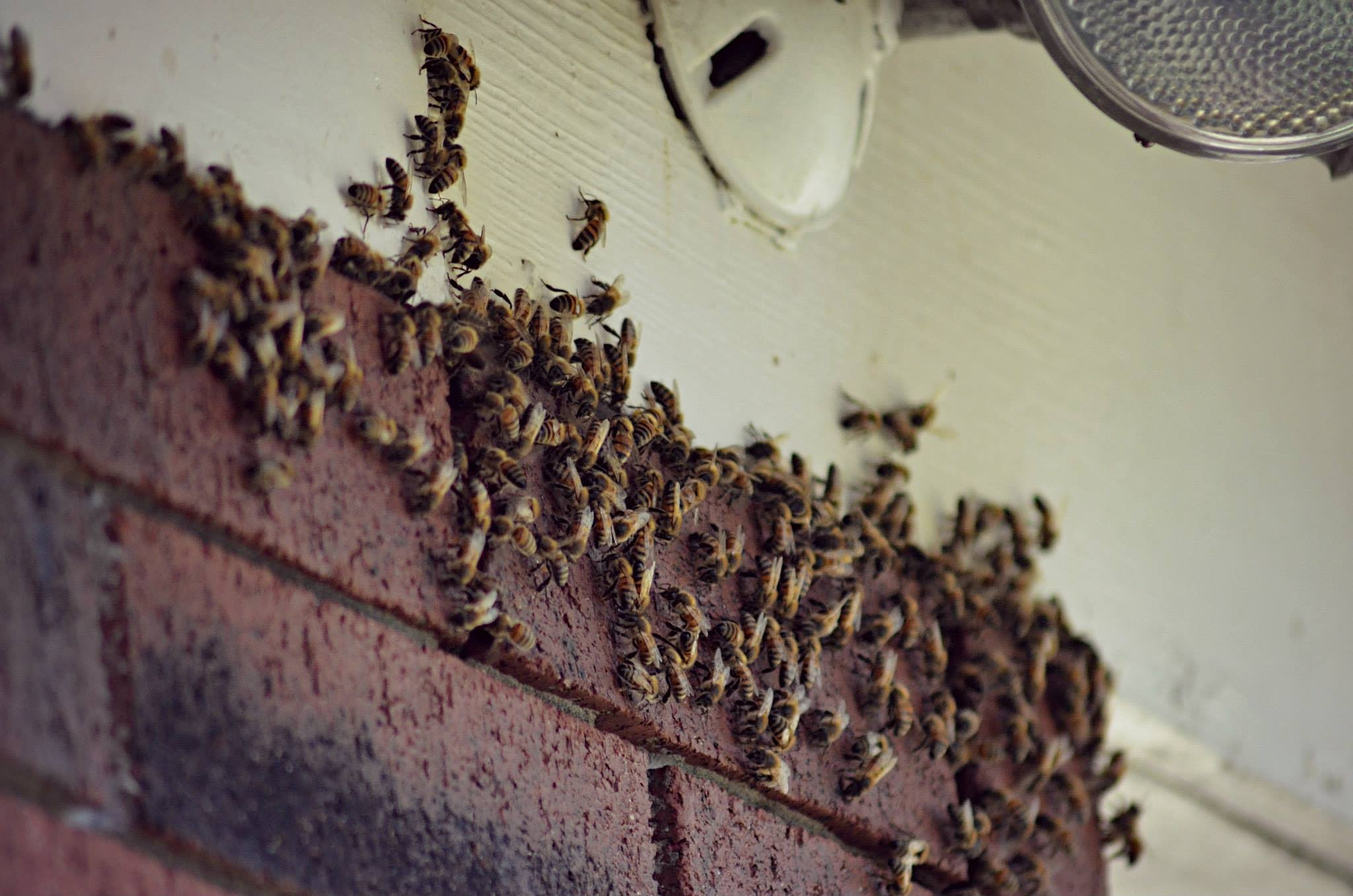 low angle view of honeybees on brick wall