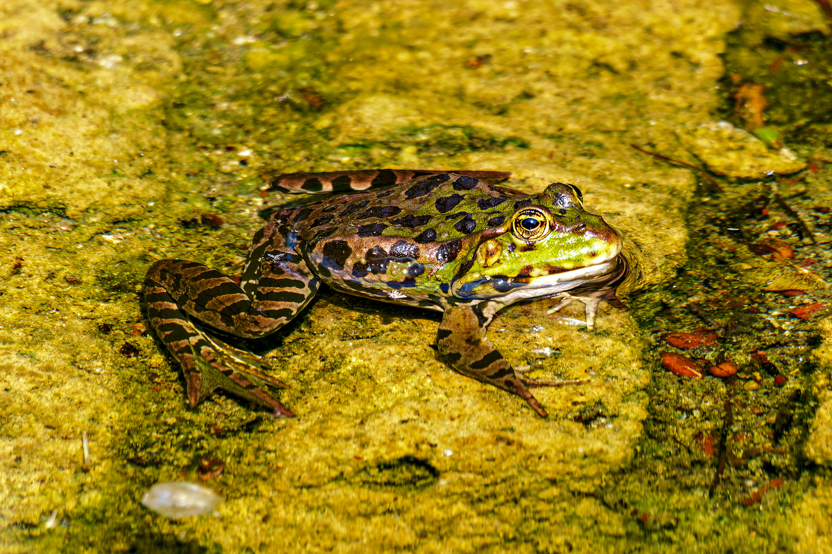 南美角蛙喂食指南：频率、食量及注意事项