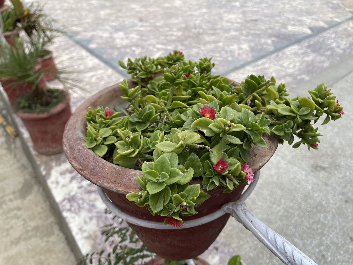 牡丹吊兰有毒吗？种植需注意！