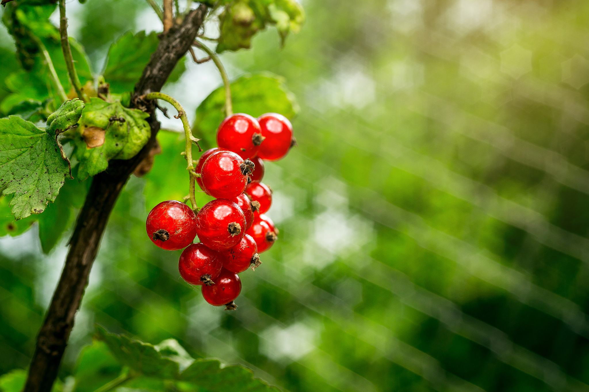 bush of red currant growing in a garden.background of red curran