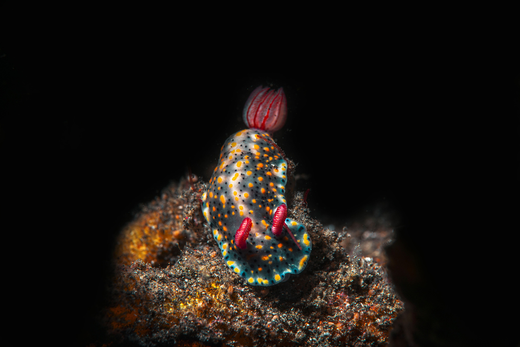 底栖生物TC含量变化规律研究