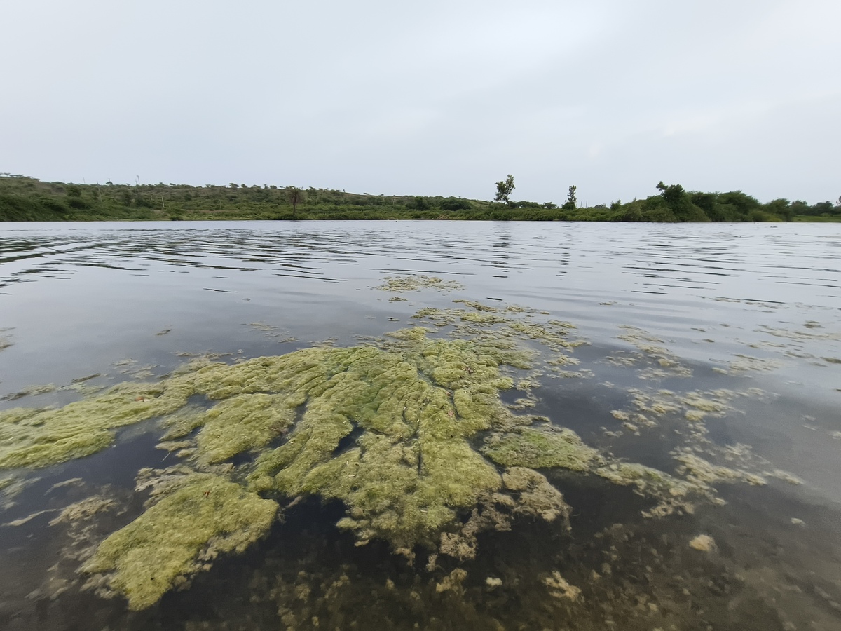 总结下面对话字数300左右本文基于Landsat8卫星影像数据利用slope函数分析2022年7月至10月的植被覆盖度变化以及土地利用变化：利用遥感影像观测鄱阳湖区域水体面积的变化情况：利用植被指数NDVI与地表温度LST构建特征空间并构建TVDI模型分析2022年7月至10月的干旱时空分布特征以及变化趋势结论如下：1	从2022年7月到10月鄱阳湖区域的植被覆盖度除了原鄱阳湖水体区域呈现增加的趋