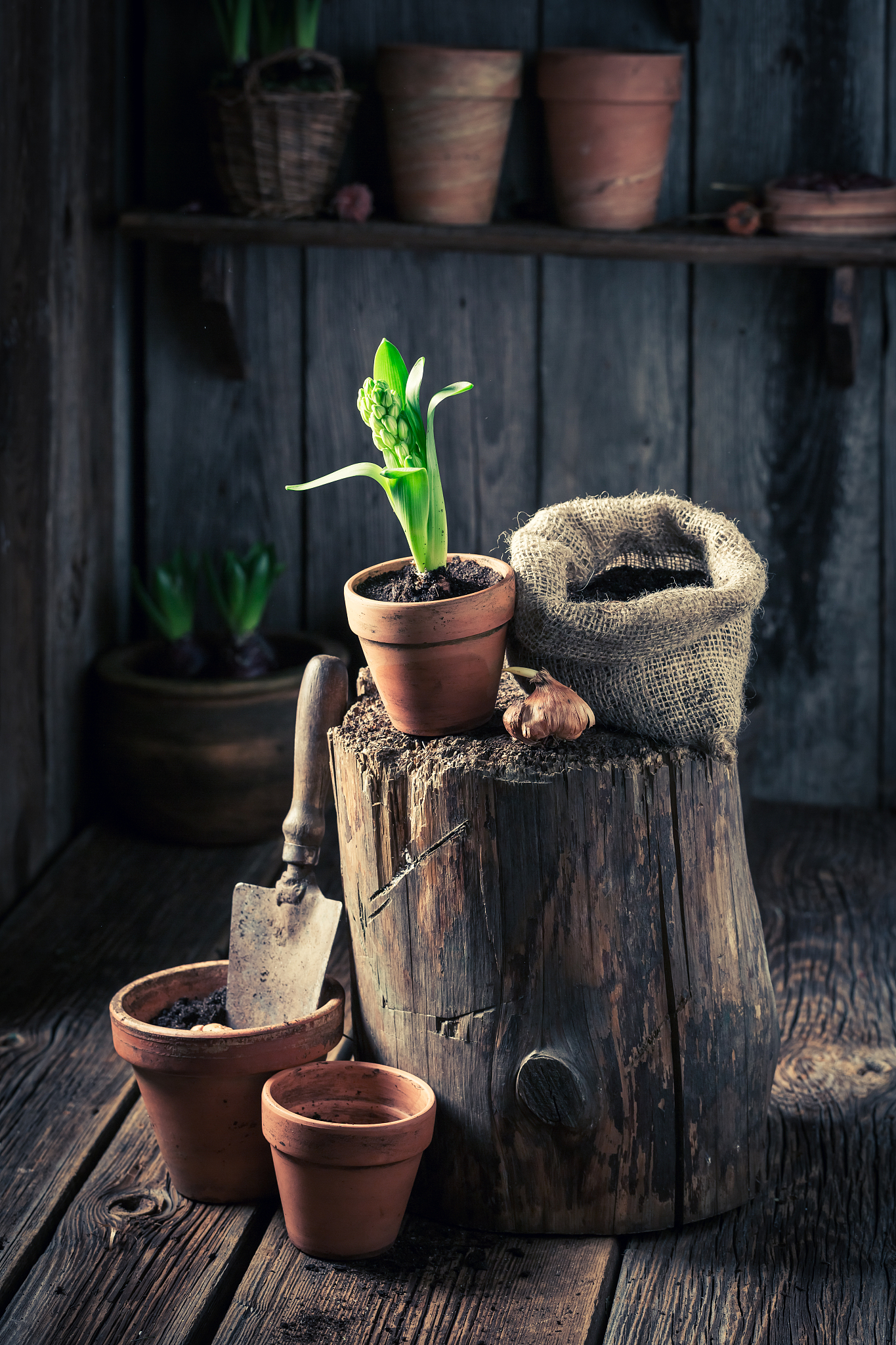 Spring Planting Guide: When to Start Your Seeds for Success