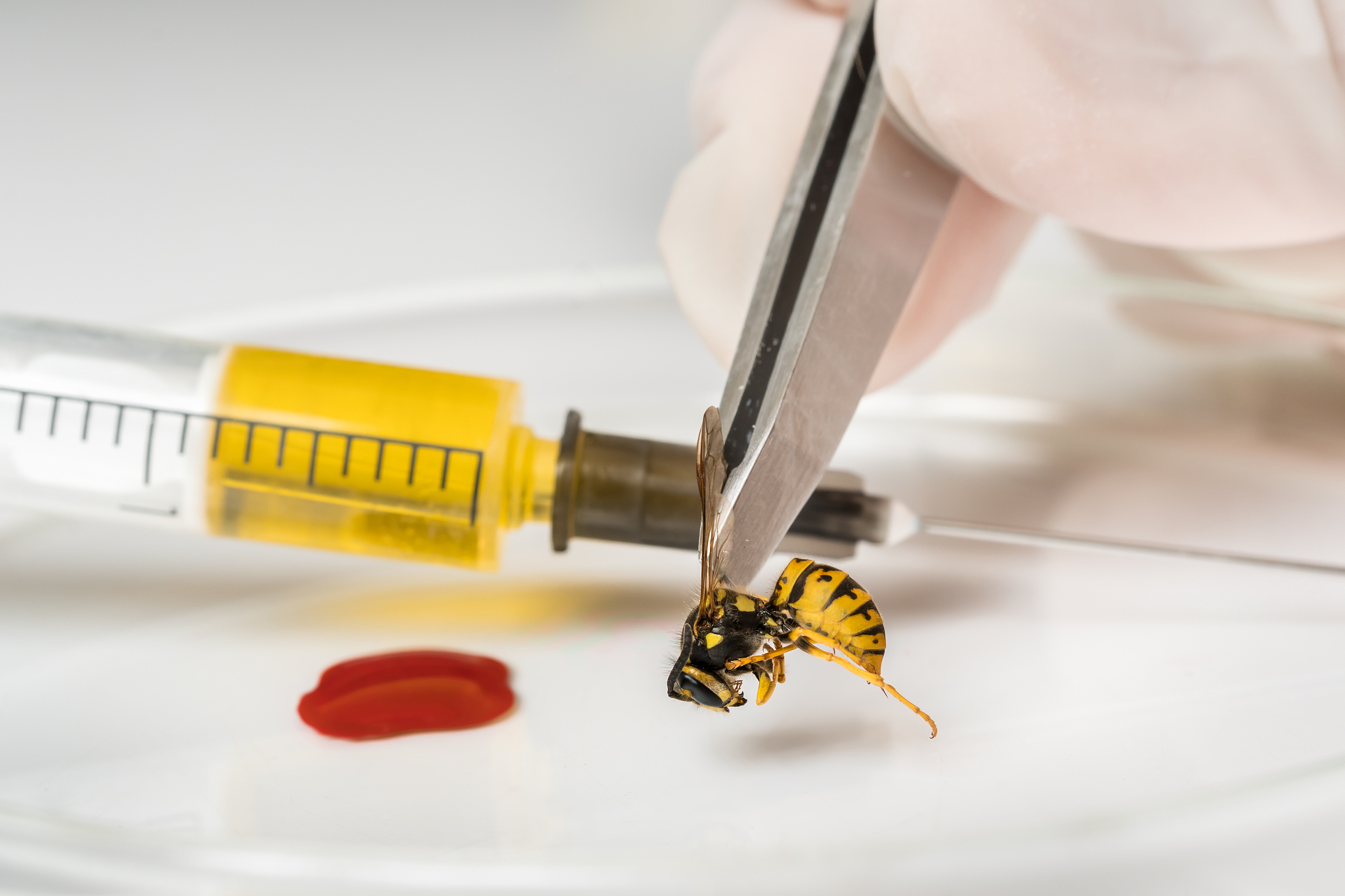 昆虫生物化学与分子生物学期刊: 探索昆虫科学前沿