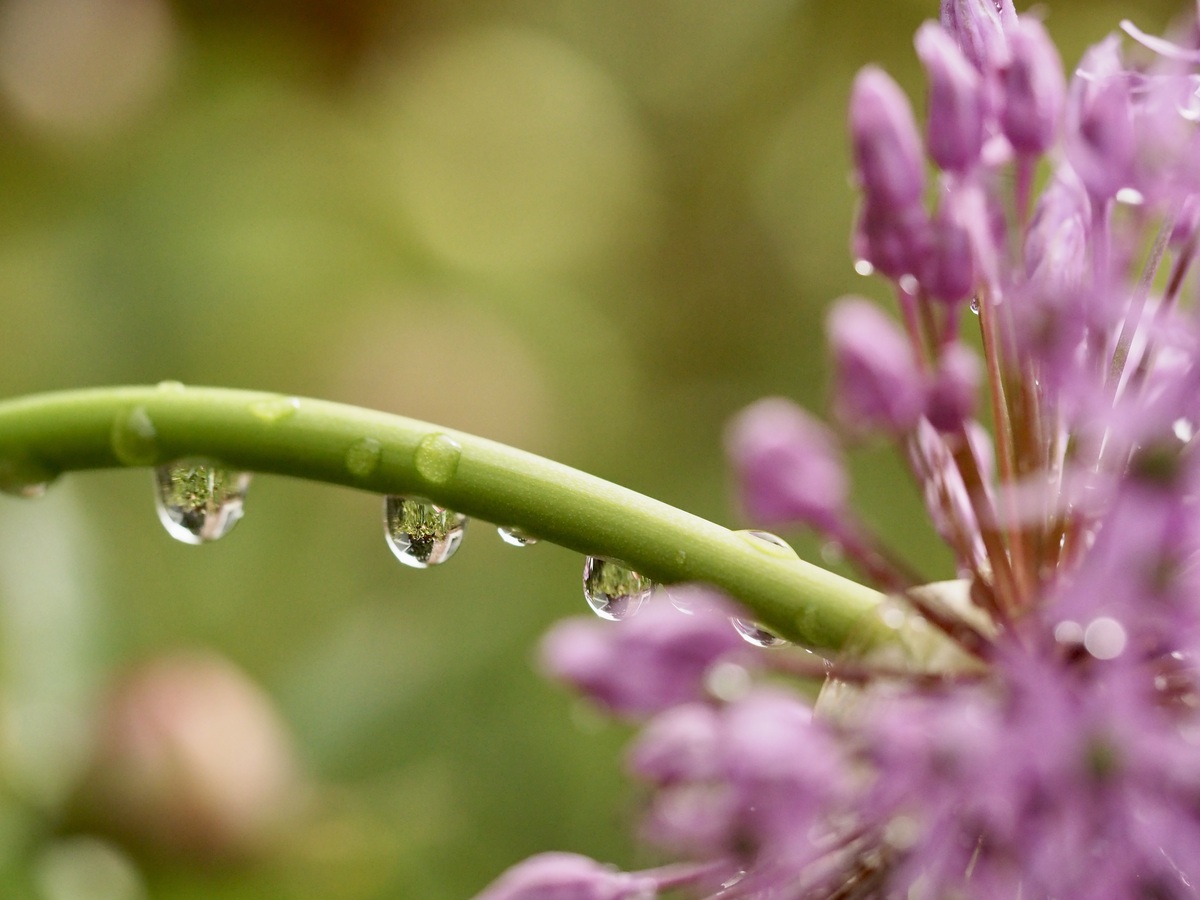 雨后花朵水珠的描写：晶莹剔透的自然杰作