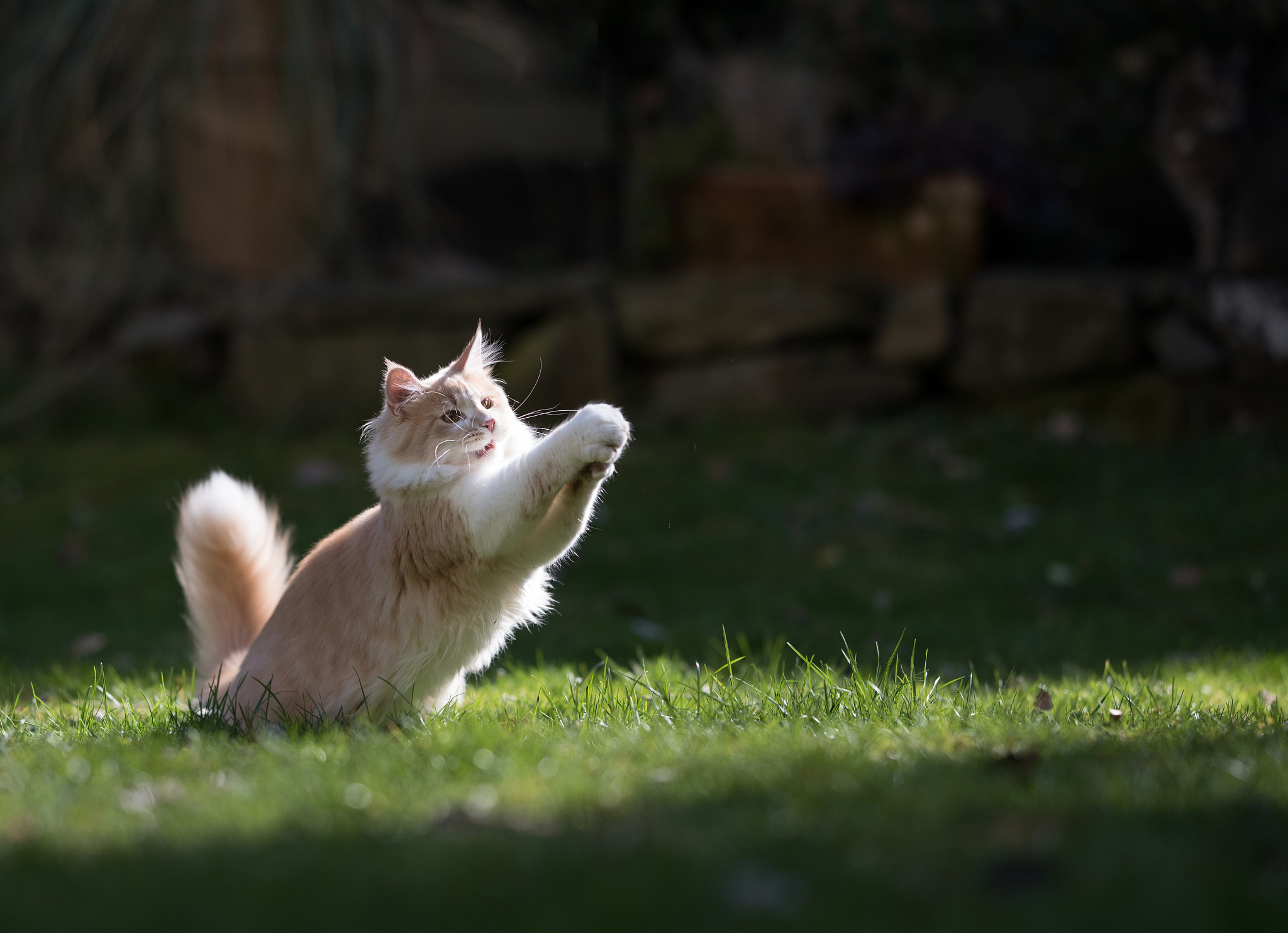 一只猫在草地上打滚