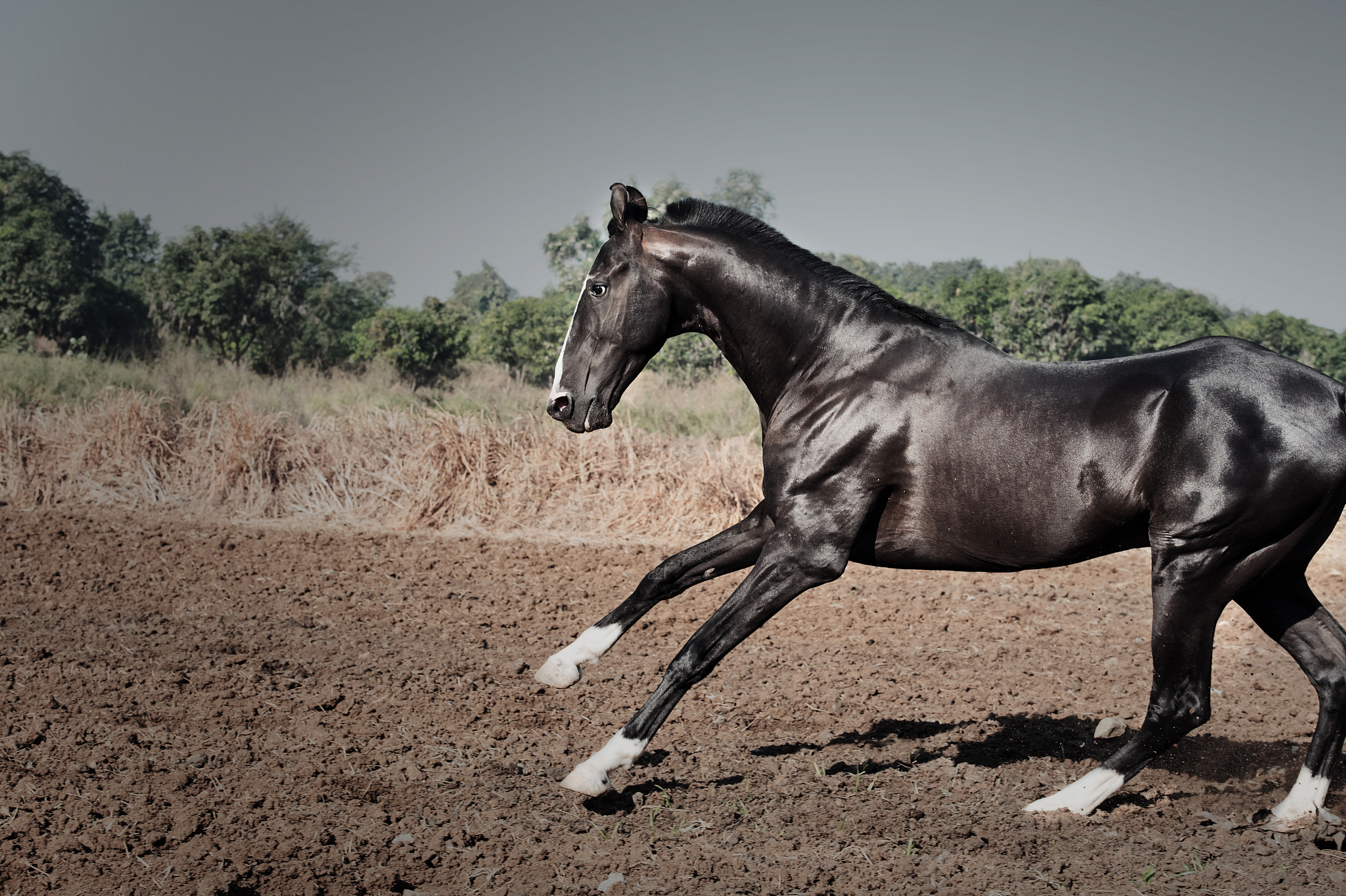 running marwari black stallion at freedom. india