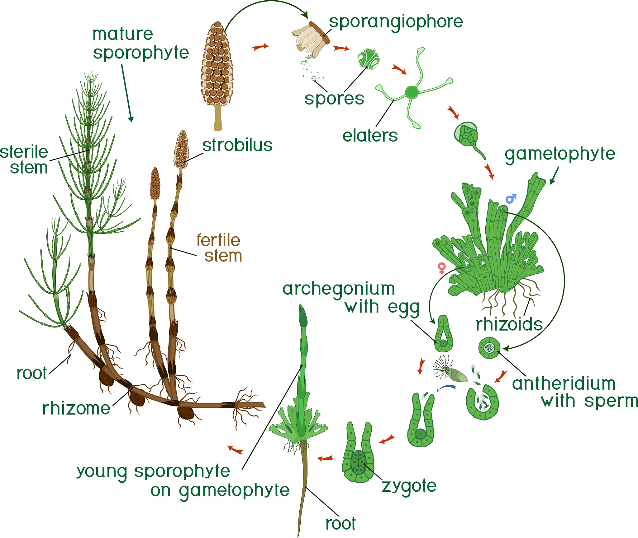 Bacteroides、Parabacteroides和Akkermansia：菌门分类与益生菌属性