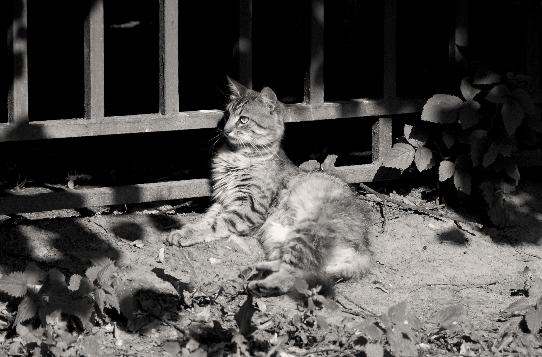 雨后暖心故事：小明和流浪猫的友谊