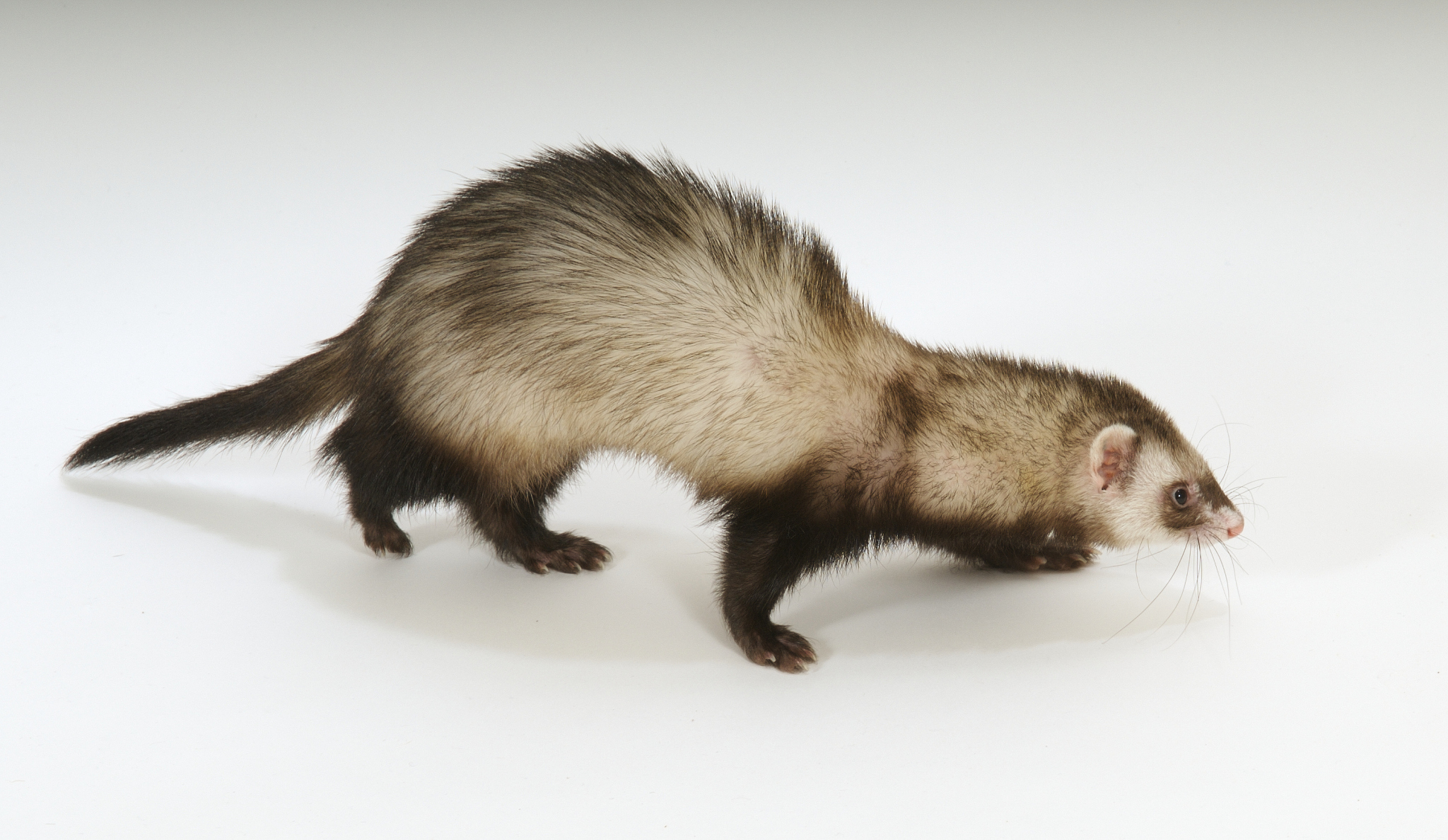 春梅铺床完整版