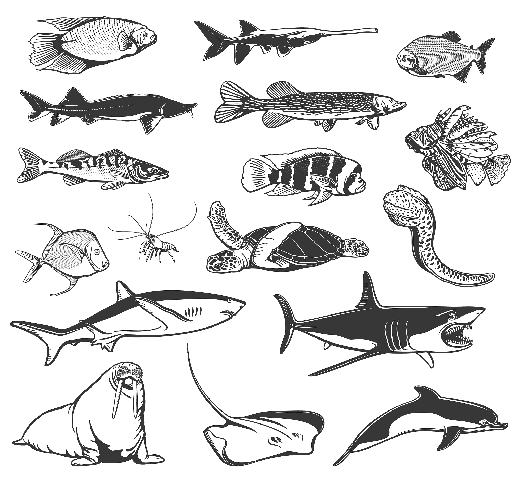 常见的海洋生物：海鱼有哪些？
