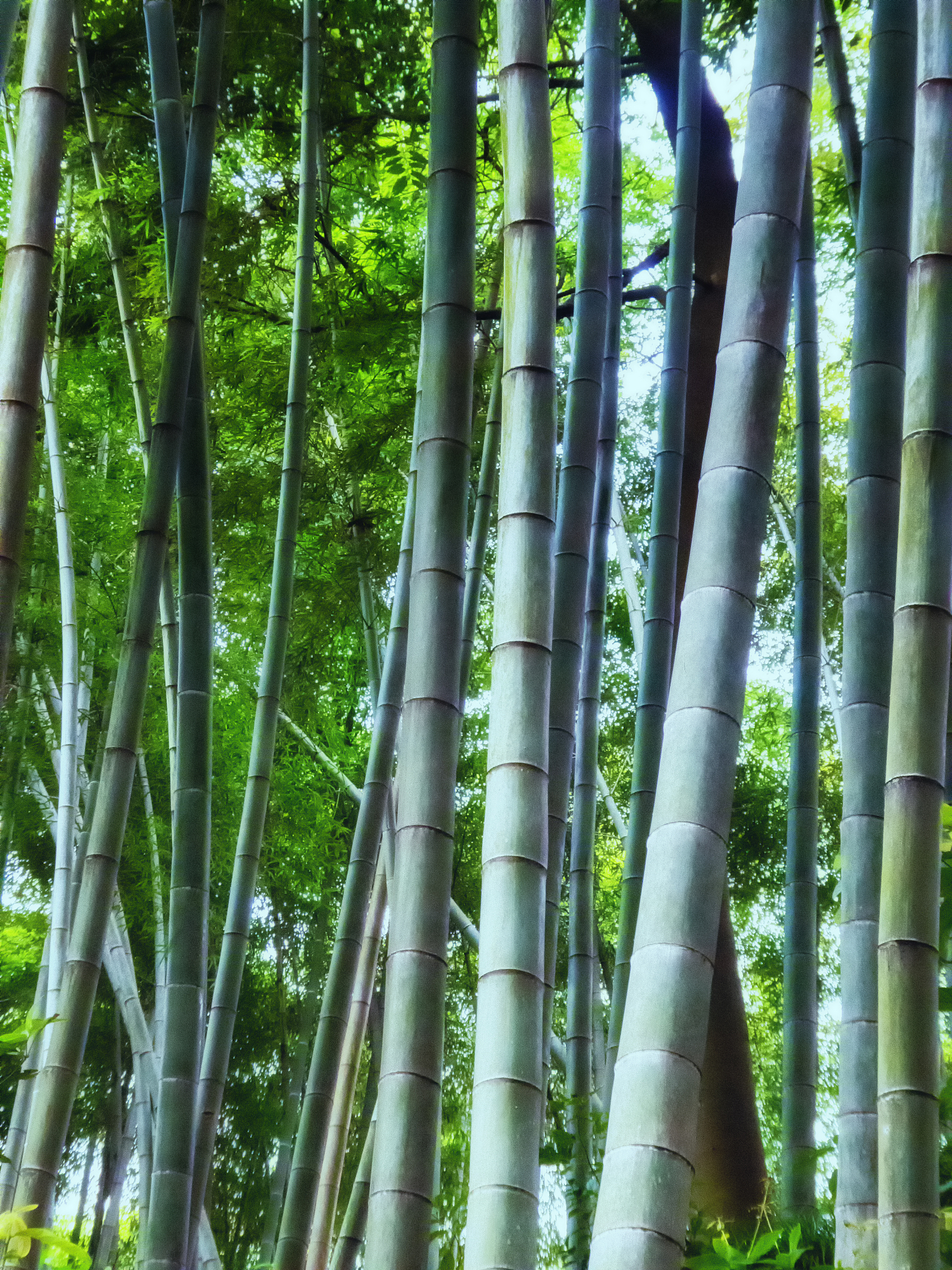 bamboo