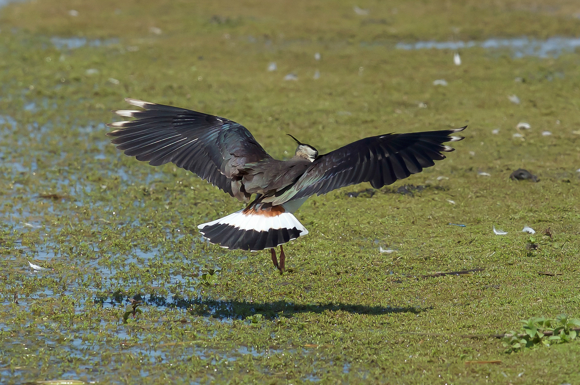 鸡你太美啥意思