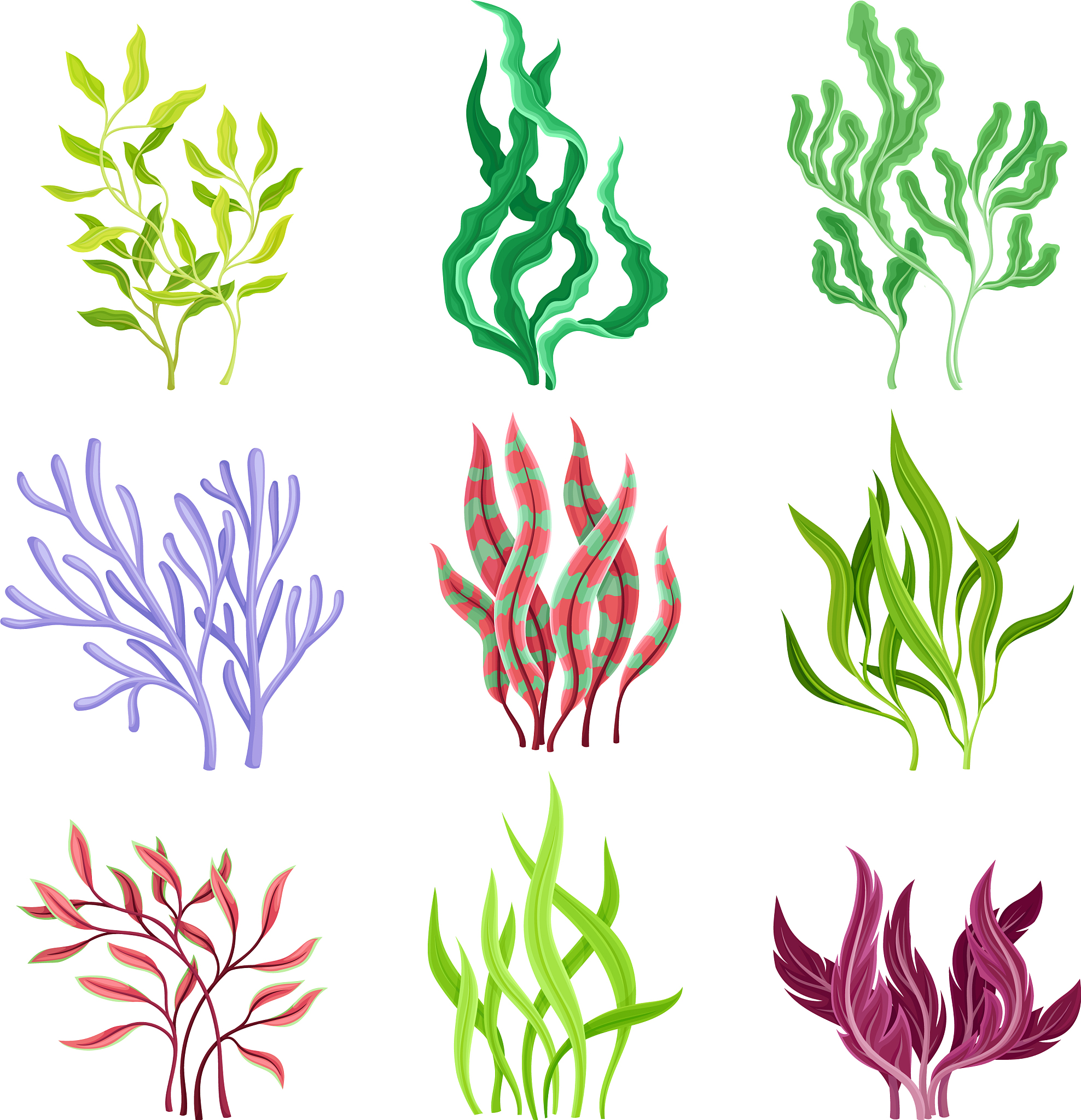 藻类,水下,海洋,<strong>海草</strong>,昆布,水生植物,植物群,草,船,水生动植物