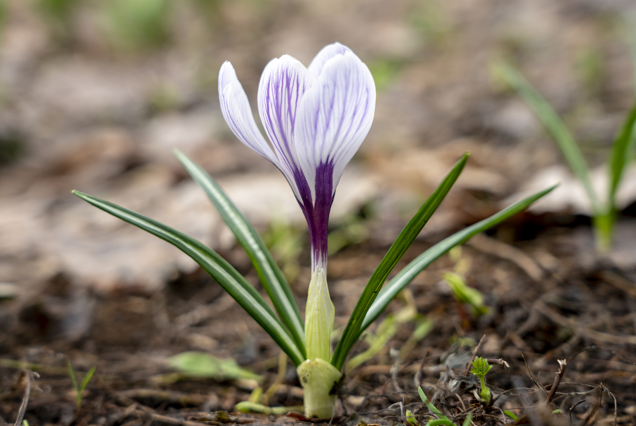 early spring, single crocus close-up.