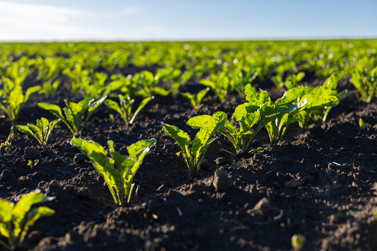 《INDUSTRIAL CROPS AND PRODUCTS》期刊简介 - 农业作物与植物资源利用和开发