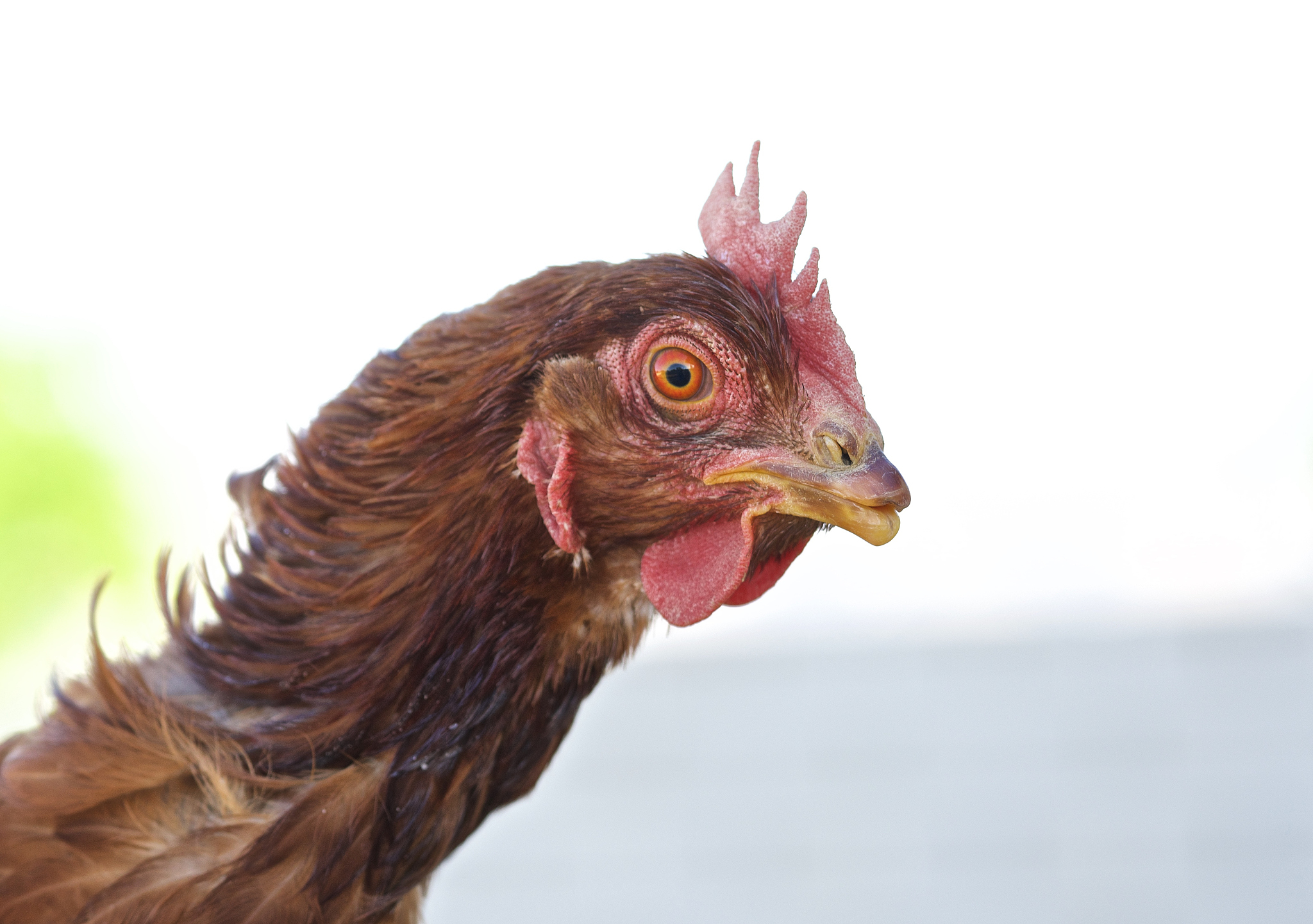 chicken head