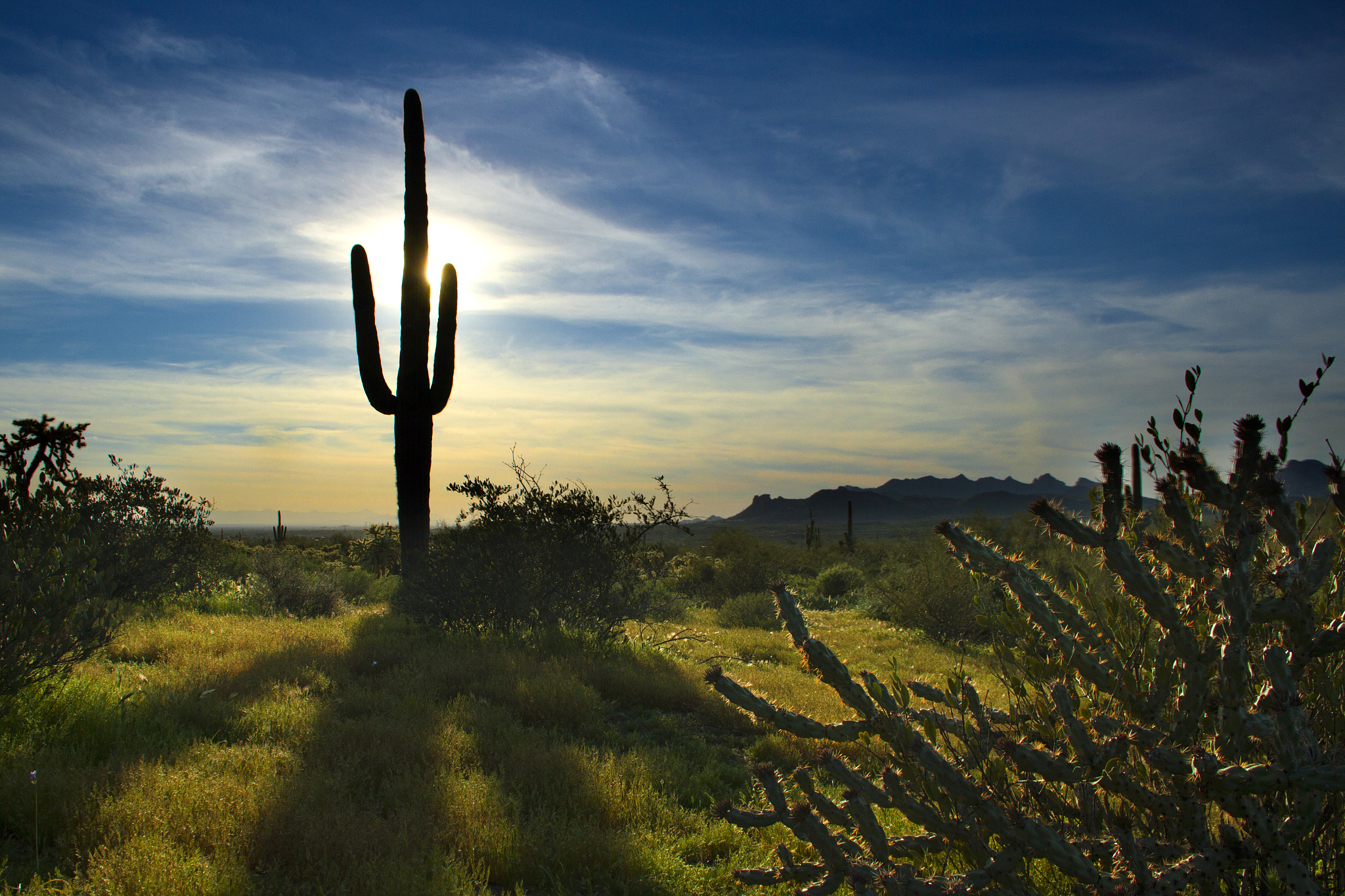 saguaro cactus at sunset in superstition mountains