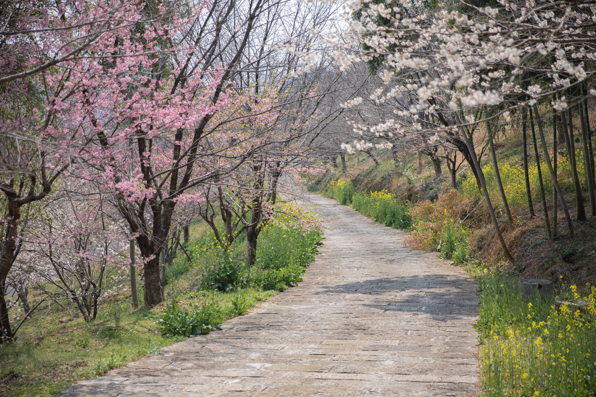 踏破林间春意浓：走过小路发现别样景致的古诗词