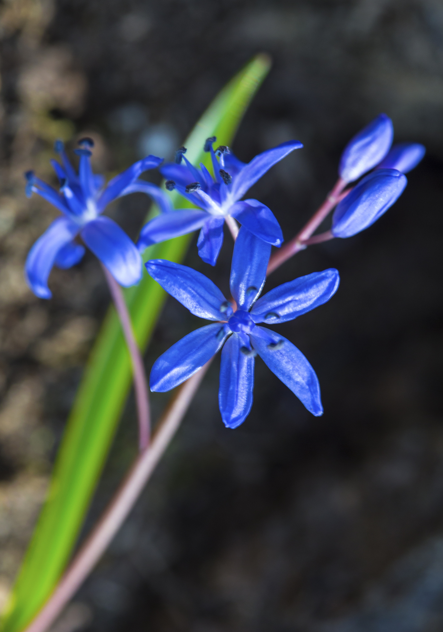 beautiful blue squill