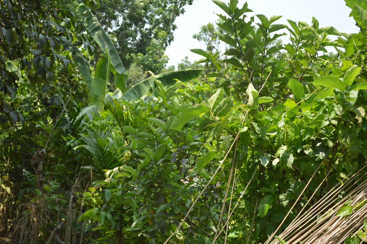一亩地可以种多少颗核桃树