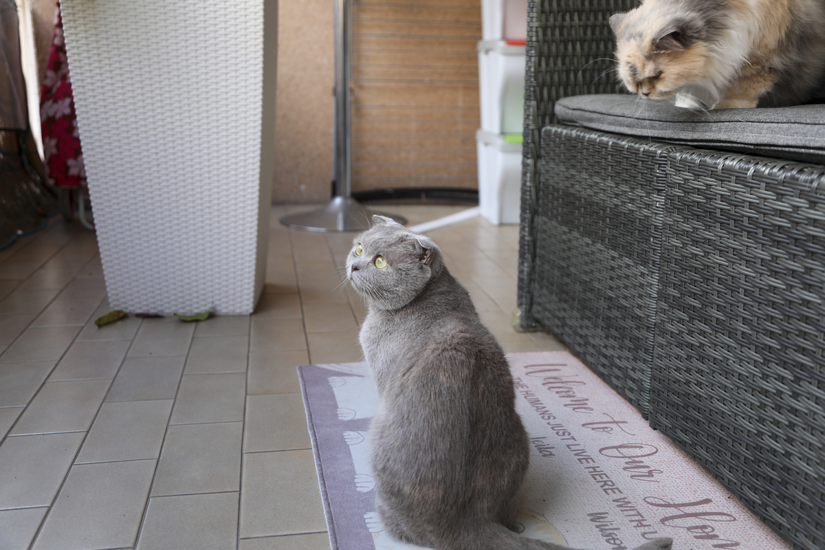 扮演一名宠物博主写篇800字猫咪总喜欢在我吃饭的时候跳上桌子怎么办？的视频文案要有互动语句重新编写个标题