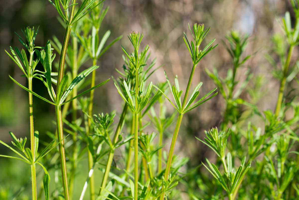 草麻黄开发价值论文摘要