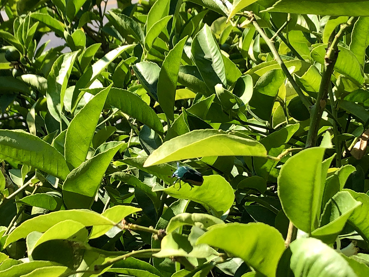 柑橘病虫害防治指南：常见病虫害识别与防治方法