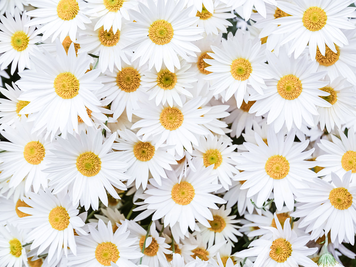 欢迎来到雏菊迷失俱乐部