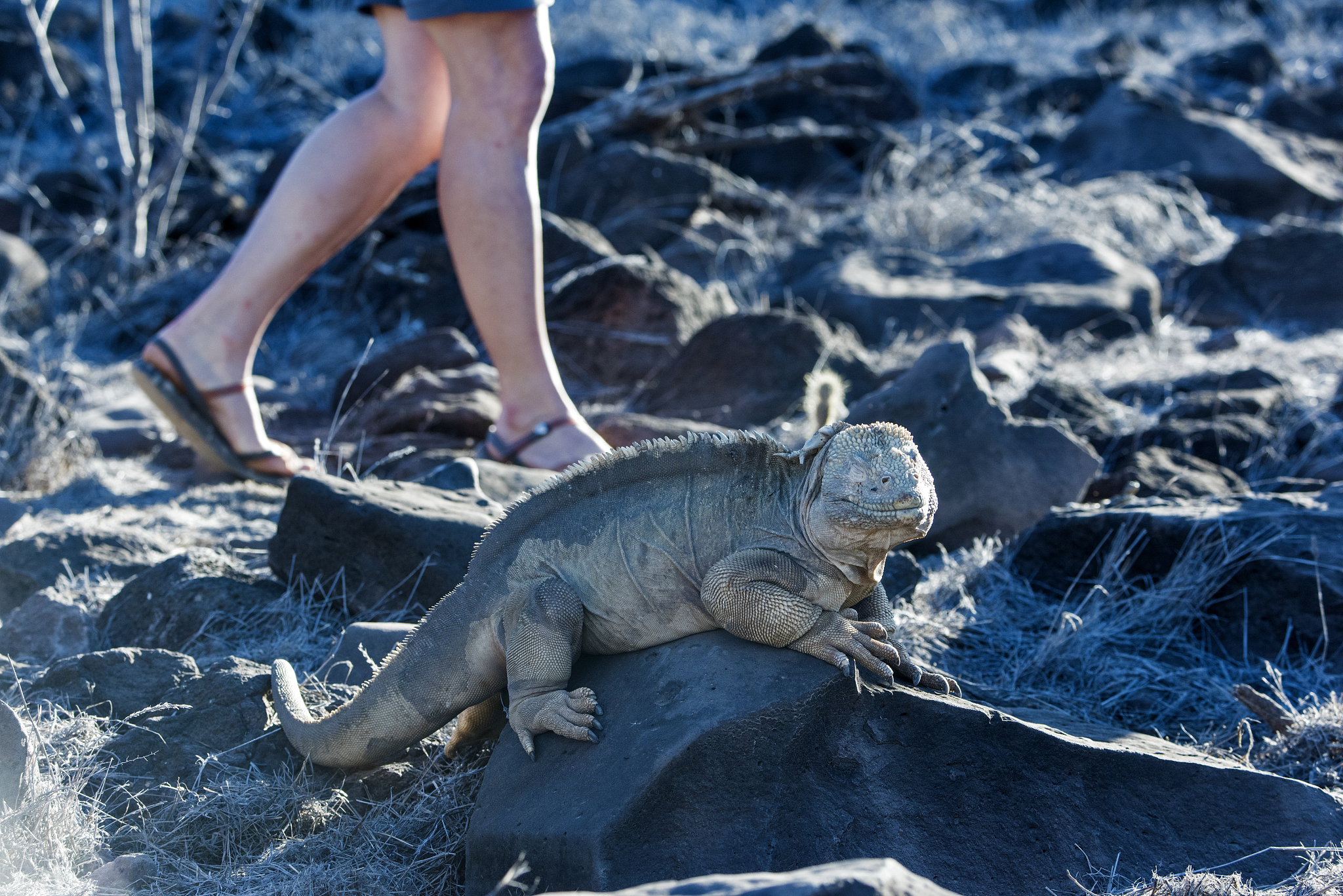 galapagos land iguana