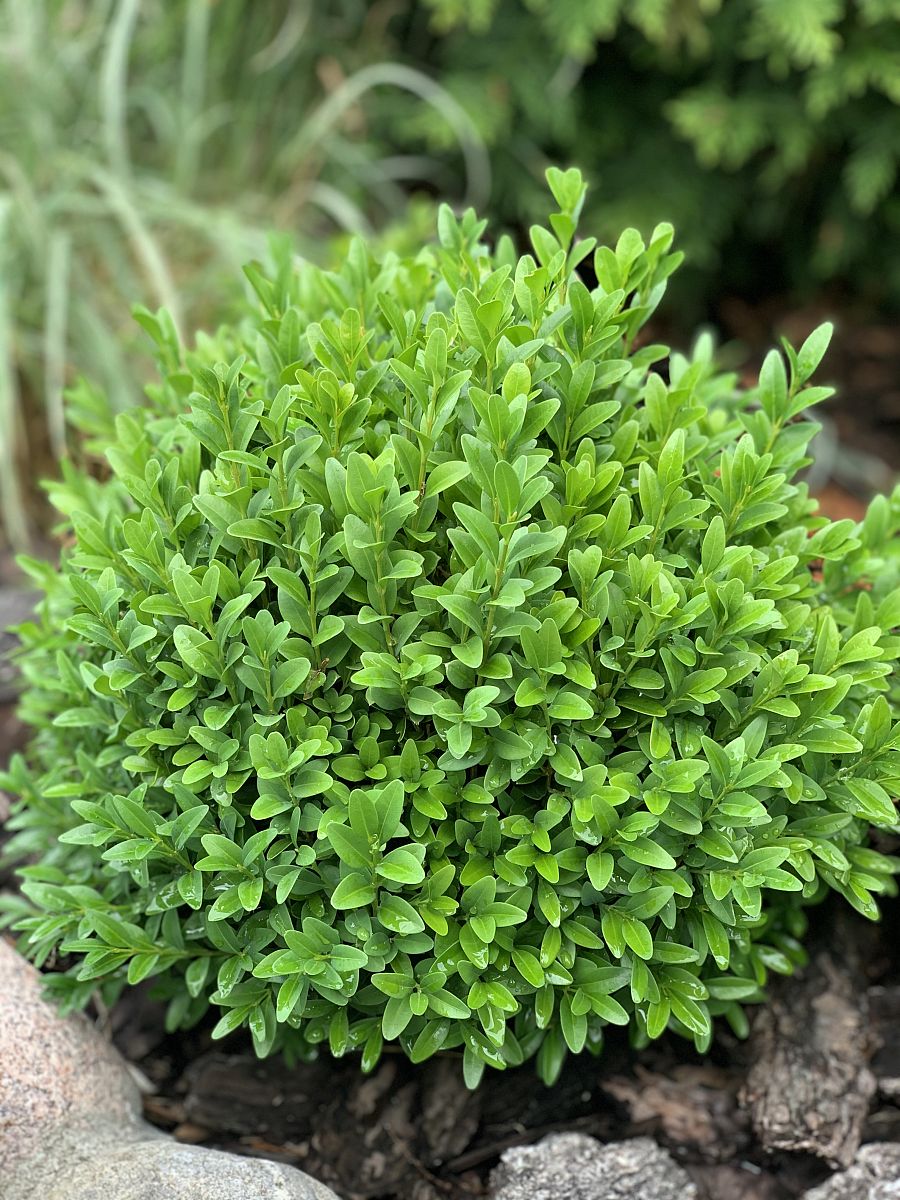 草高木：寓意、生长与养护