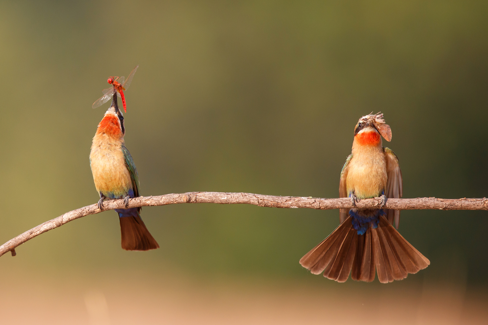 white fronted bee eater in mana pools