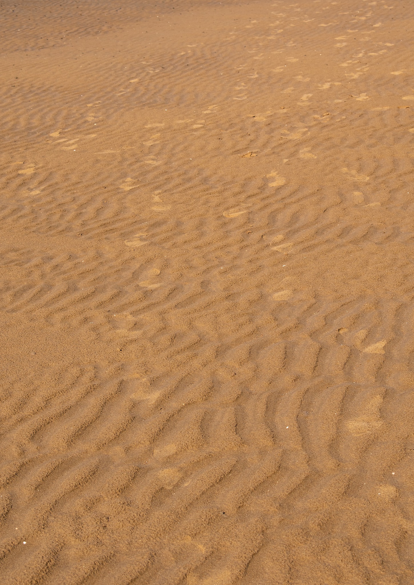 prints in the  sand
