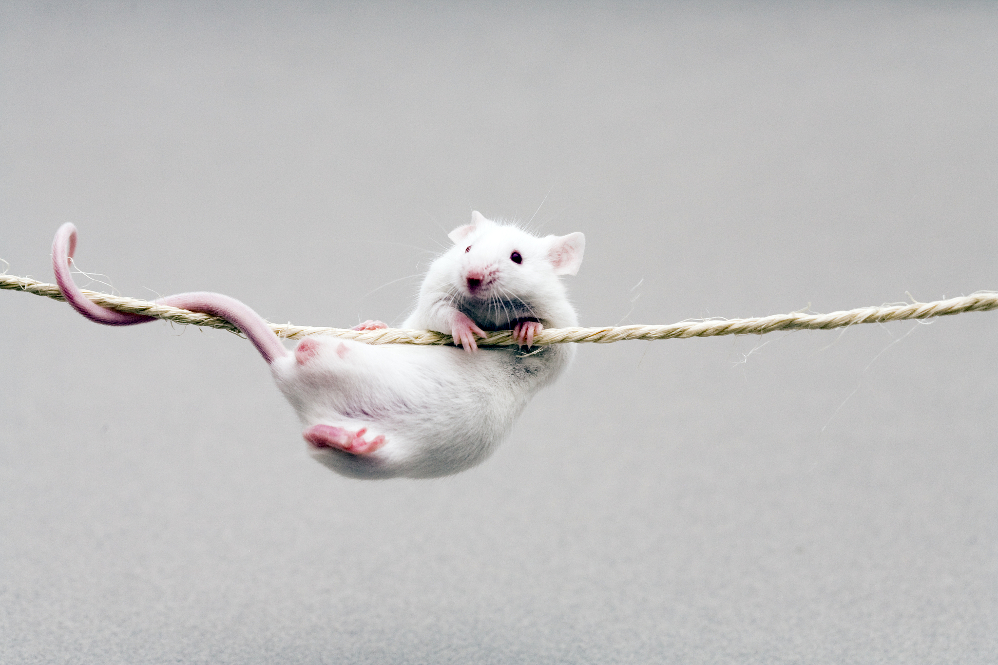 梦见小白蛇和小白鼠追我：解析梦境寓意和心理暗示