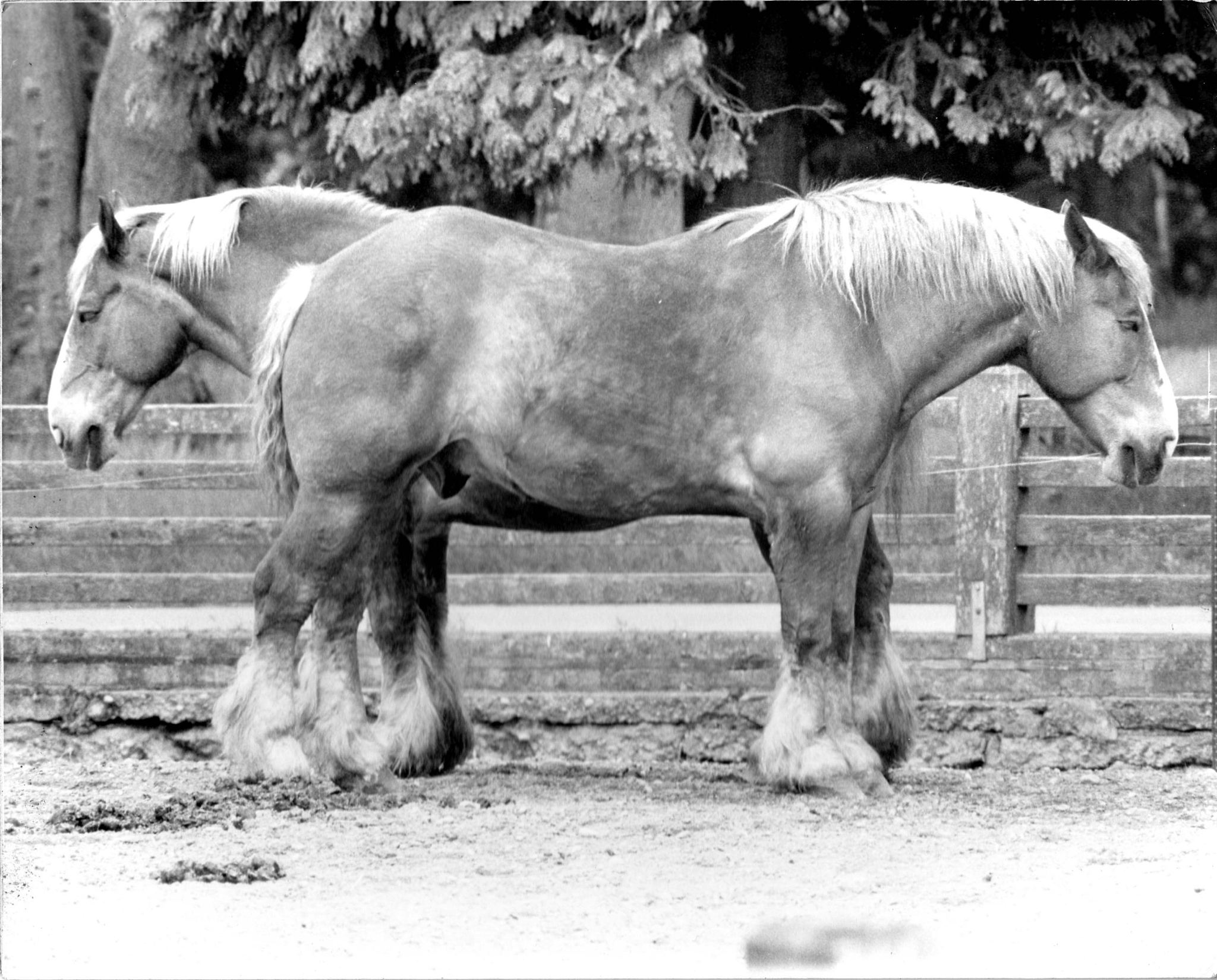 母马消瘦无力起不来？可能是这些疾病！