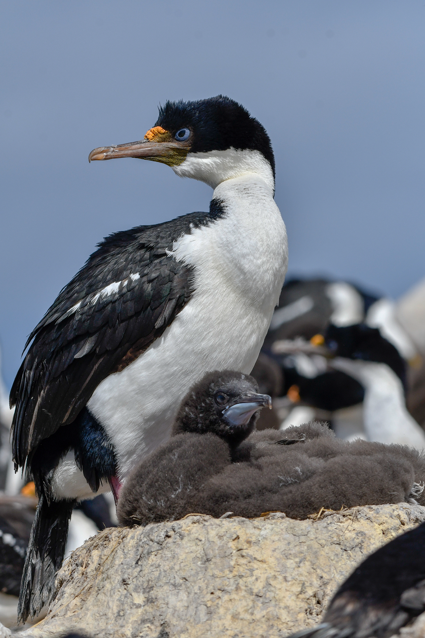 蓝眼鸬鹚属共几种 蓝眼鸬鹚动物