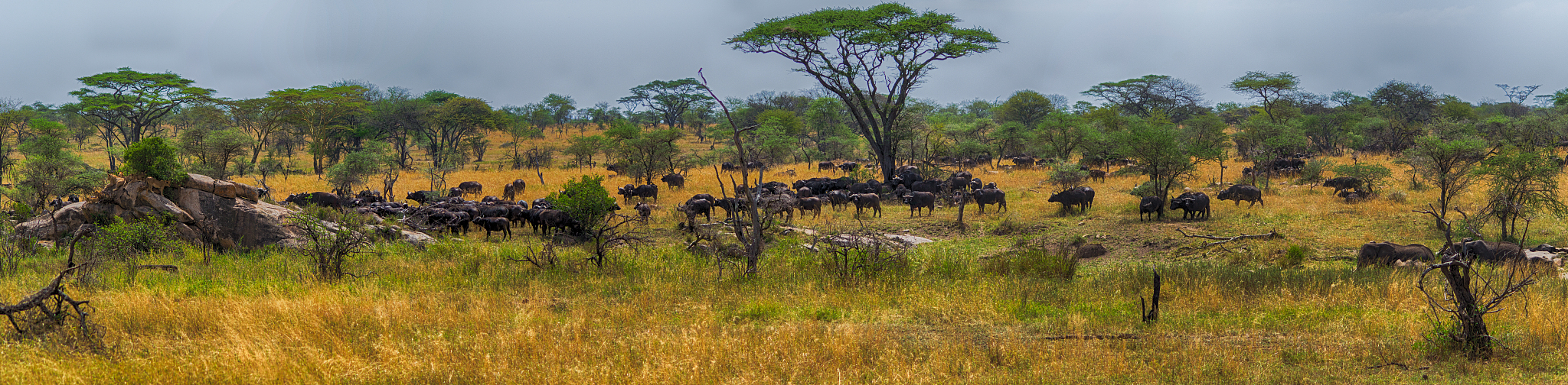 serengeti panorama