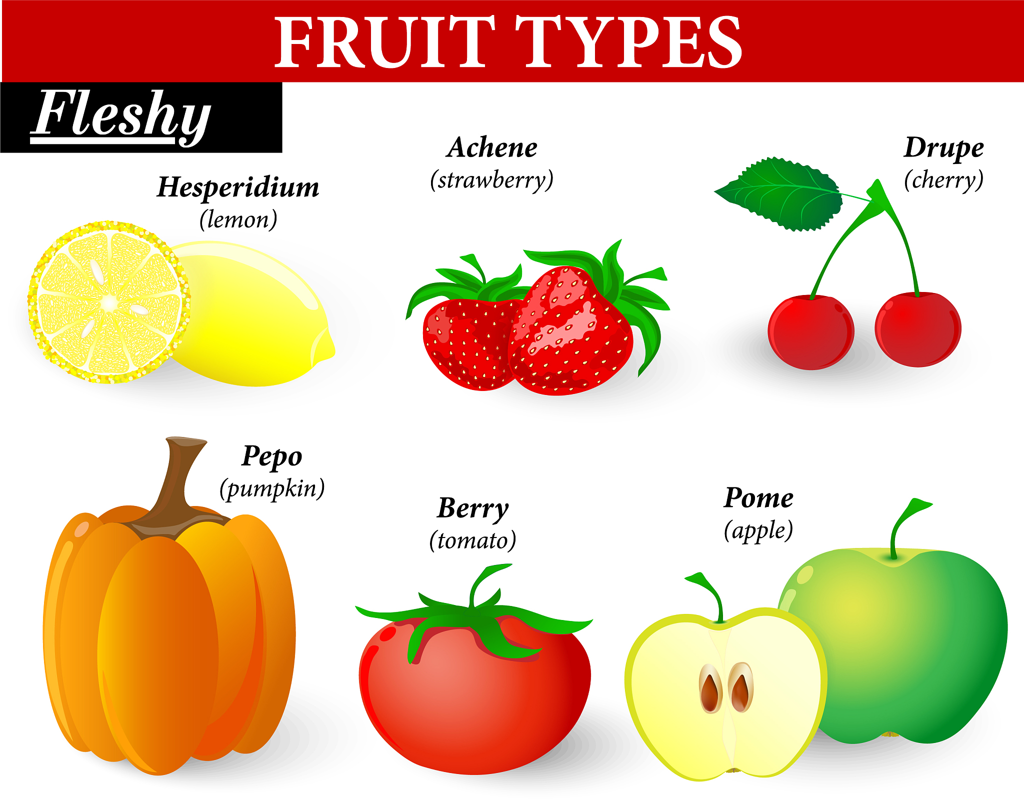 High-Quality Fruit Export - [Your Company]