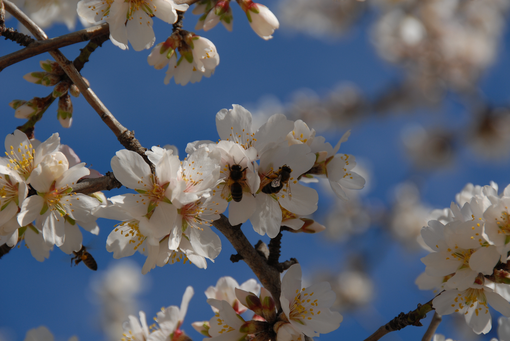 mandelblüte in spanien