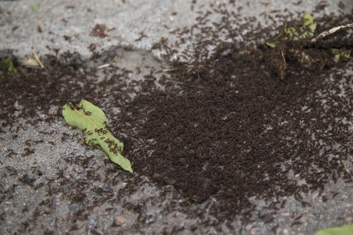改善土壤的动物有哪些？