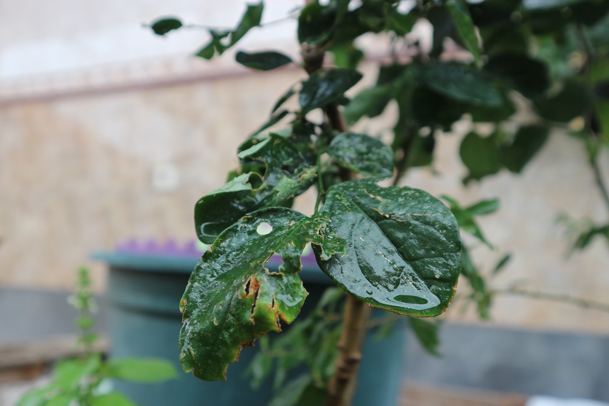 幸福树叶子枯萎脱落怎么办？2000字详细拯救指南