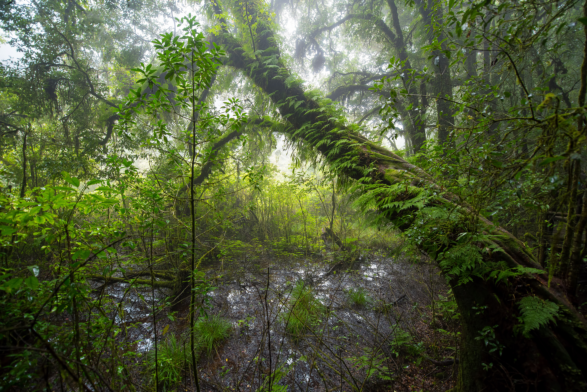 Generator Angka Acak: Dapatkan Angka Random